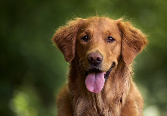Dogs